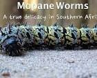 Mopane worms - A true delicacy in southern Africa - The ...